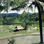Reisplantage